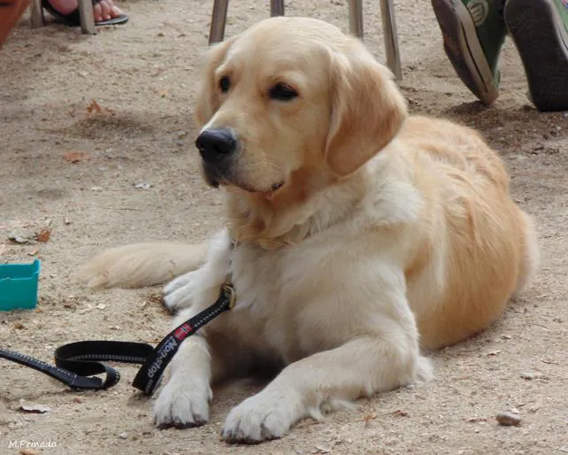 Presentan nuevas campañas para evitar el abandono de mascotas en verano
