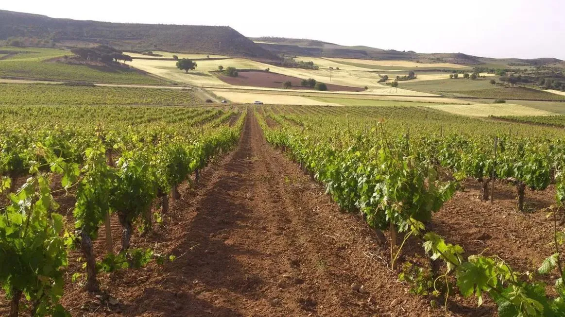 Las bodegas de la Ribera del Duero rechazan las macrogranjas y plantas de purines que las ponen en riesgo