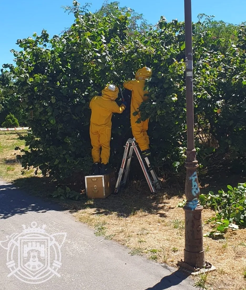 Los bomberos retiran un nido de avispa asiática en el Paseo de la Quinta