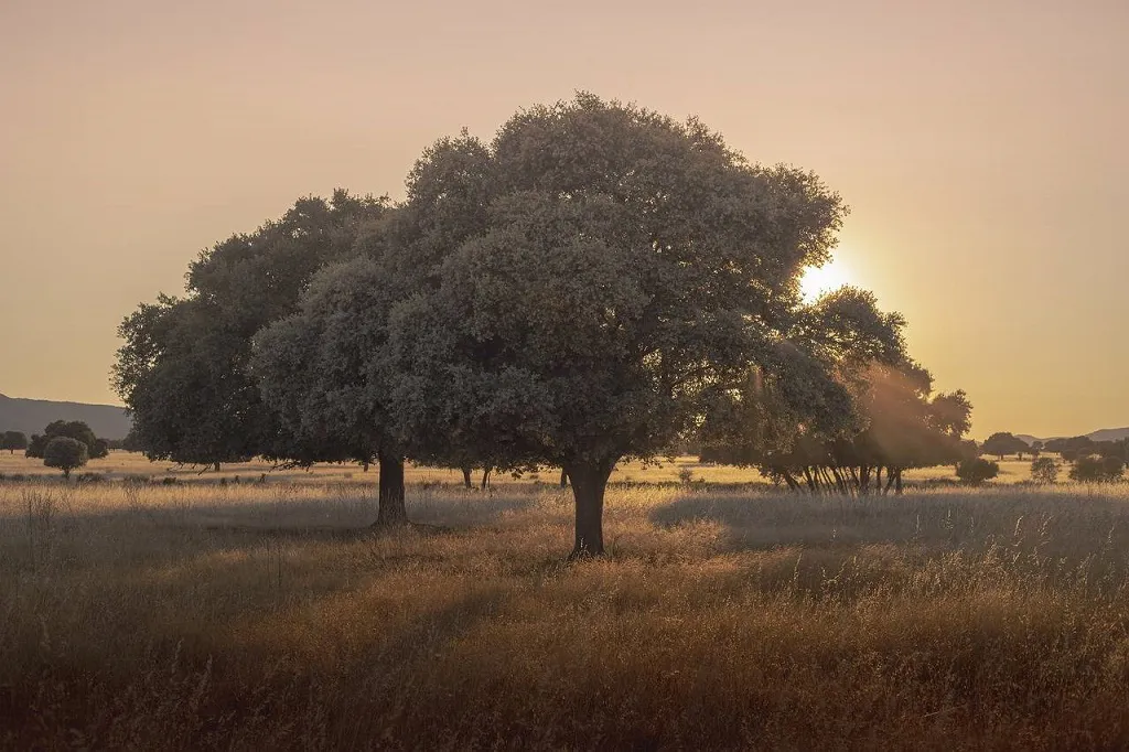 Cerca del 25 % del paisaje europeo podría ser renaturalizado