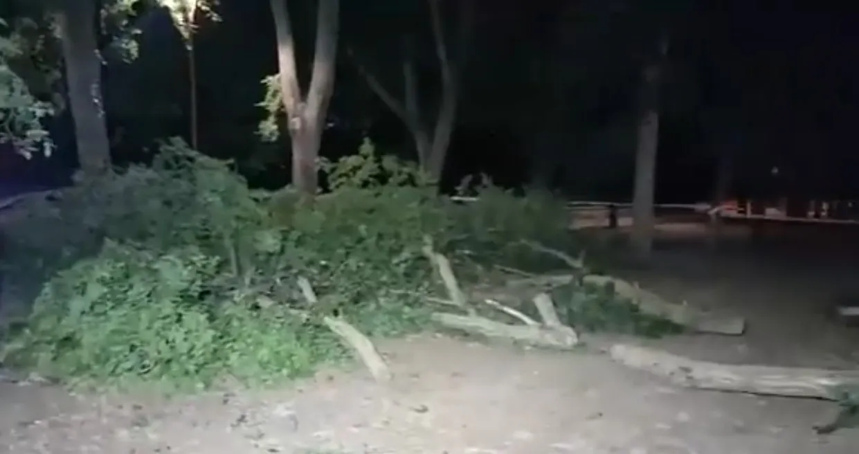 Los árboles del paseo de las Fuentecillas serán revisados para evitar la caída de ramas
