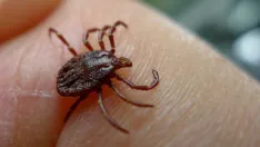 Castilla y León llama a reforzar la prevención frente a las garrapatas este verano