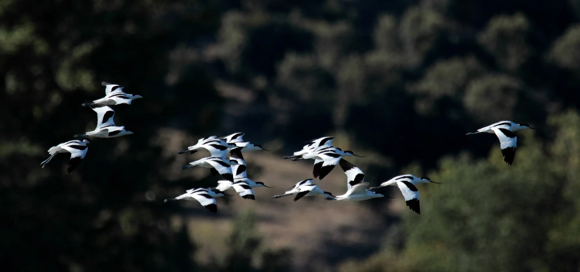 La Junta celebra el Día Mundial de las Aves Migratorias con diversas actividades para todos los públicos