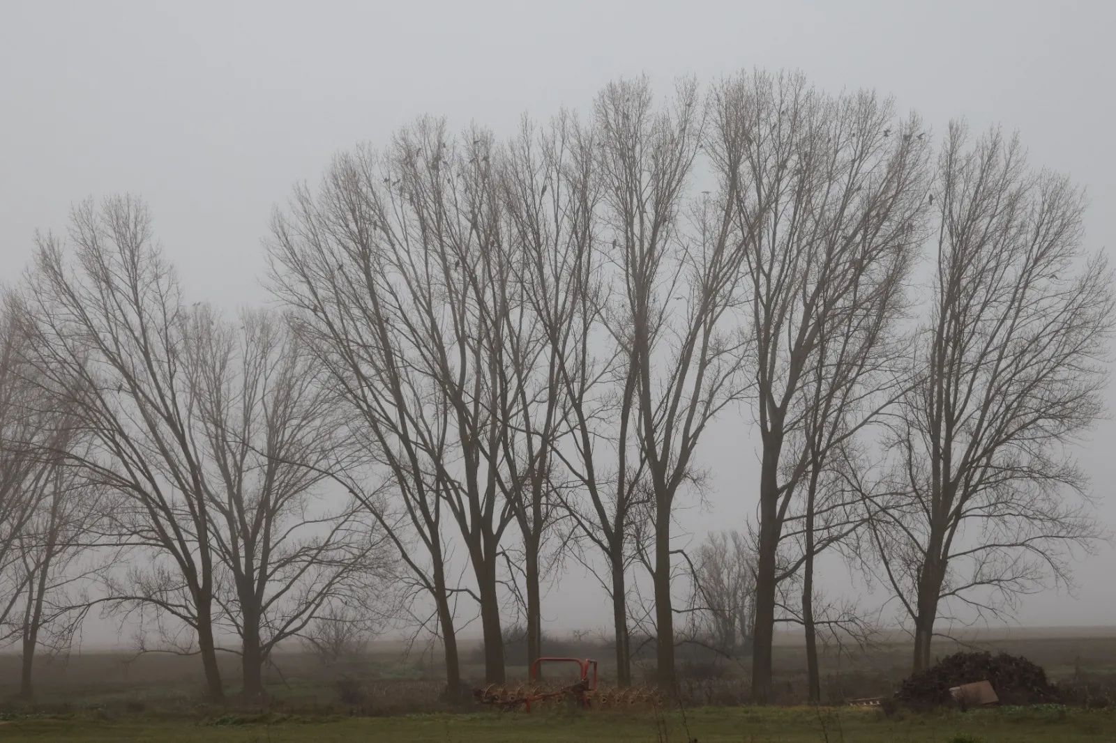 Castilla y León alberga la mayor población de milano real invernante de la península ibérica