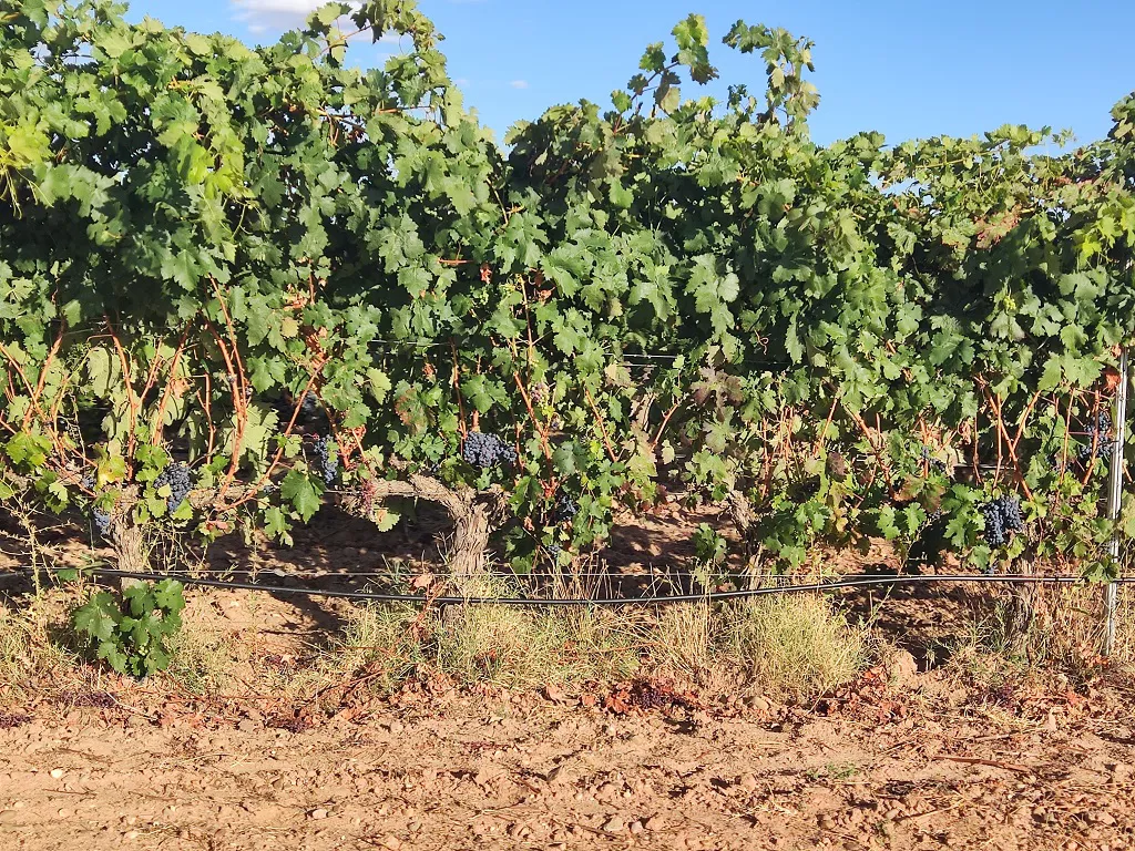 Finaliza la vendimia con una buena calidad de la uva y una producción de 274 millones de kilos
