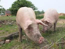 La Junta abonará más de 12 millones de euros en ayudas para la modernización de explotaciones agrícolas y ganaderas