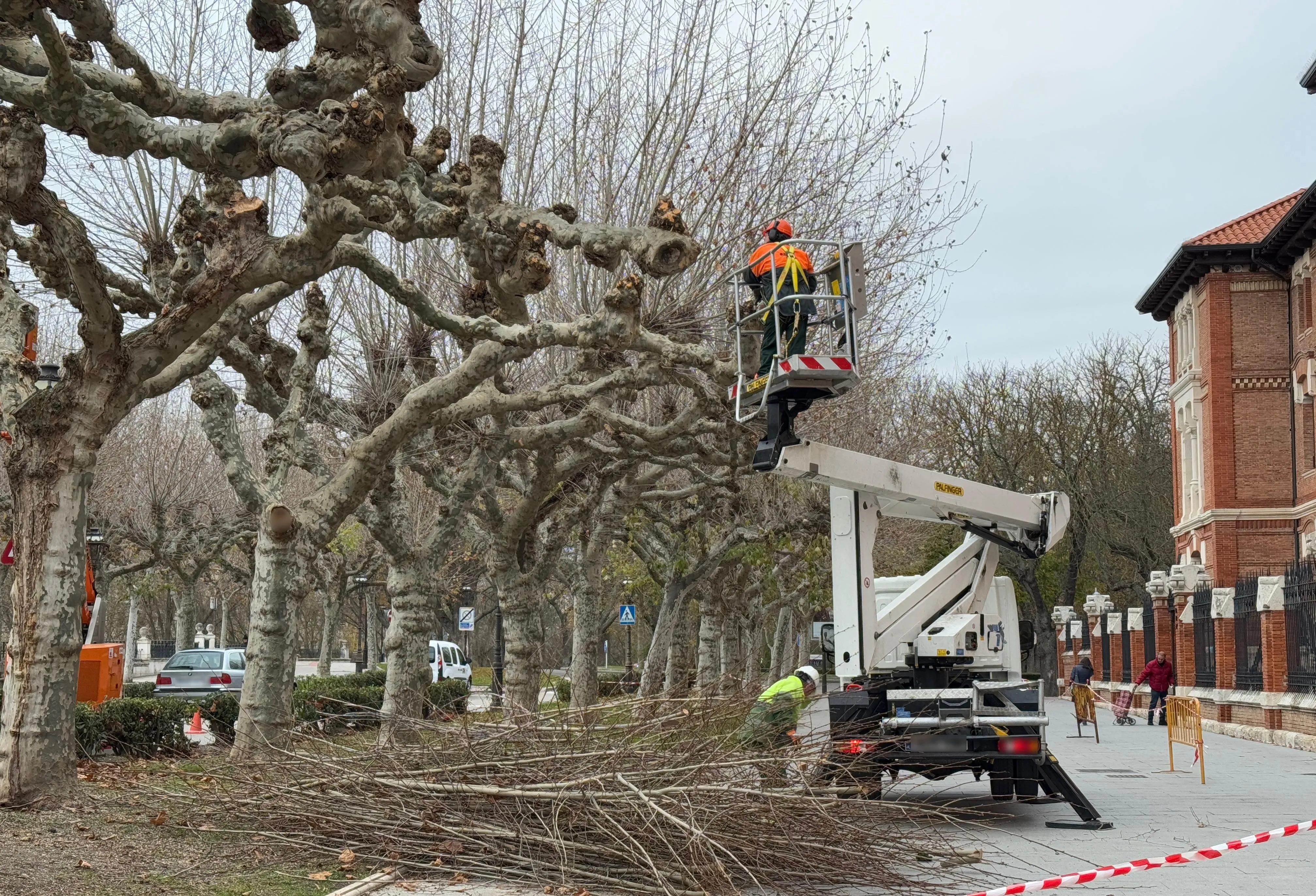 Los trabajos de poda de árboles llevan efectuados una tercera parte del montante en Burgos
