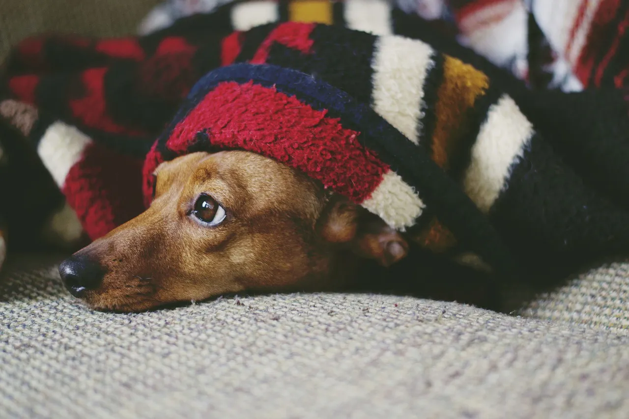 Cinco consejos fáciles para proteger a los animales del estrés por pirotecnia en fin de año