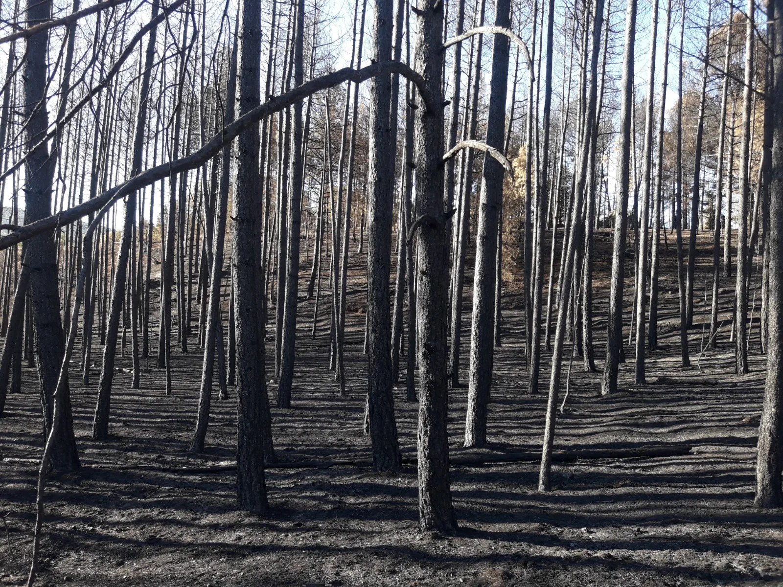 La Junta realizará tratamientos selvícolas preventivos de incendios en Burgos