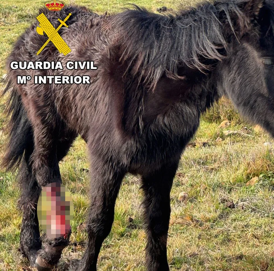 La Guardia Civil investiga a dos personas por maltrato animal a un caballo Losino