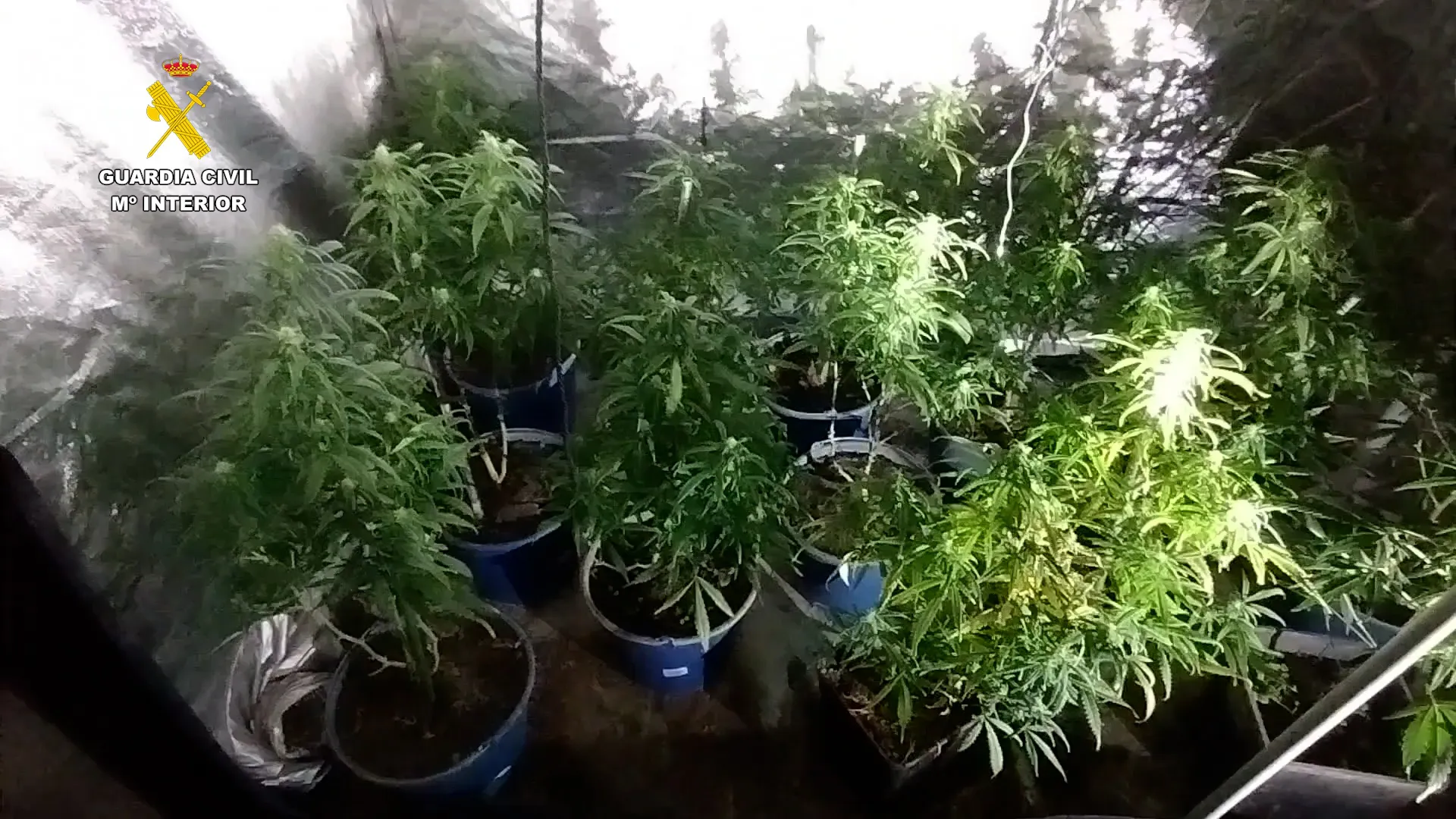Desmanteladas dos plantaciones indoor de marihuana en la provincia de Burgos