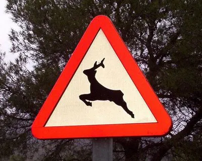 Instan a la Diputación a realizar actuaciones para evitar accidentes con animales en las carreteras de Burgos