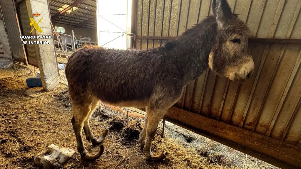 Investigan a un ganadero por maltrato continuado a varios burros en Burgos
