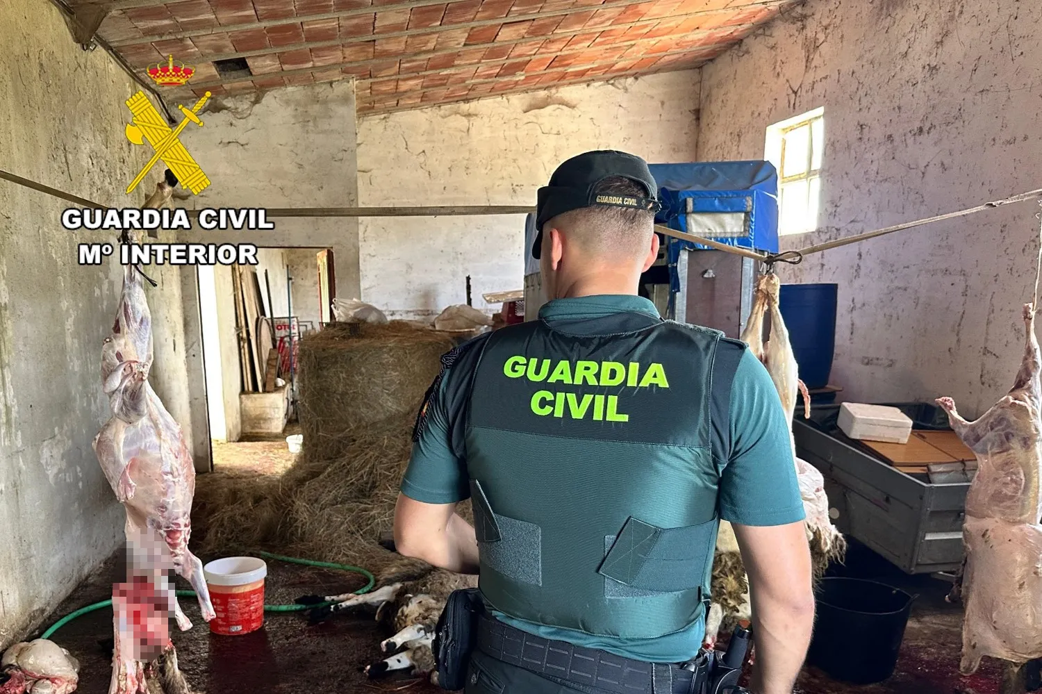 Destapan dos mataderos ilegales de corderos en Las Merindades (Burgos)