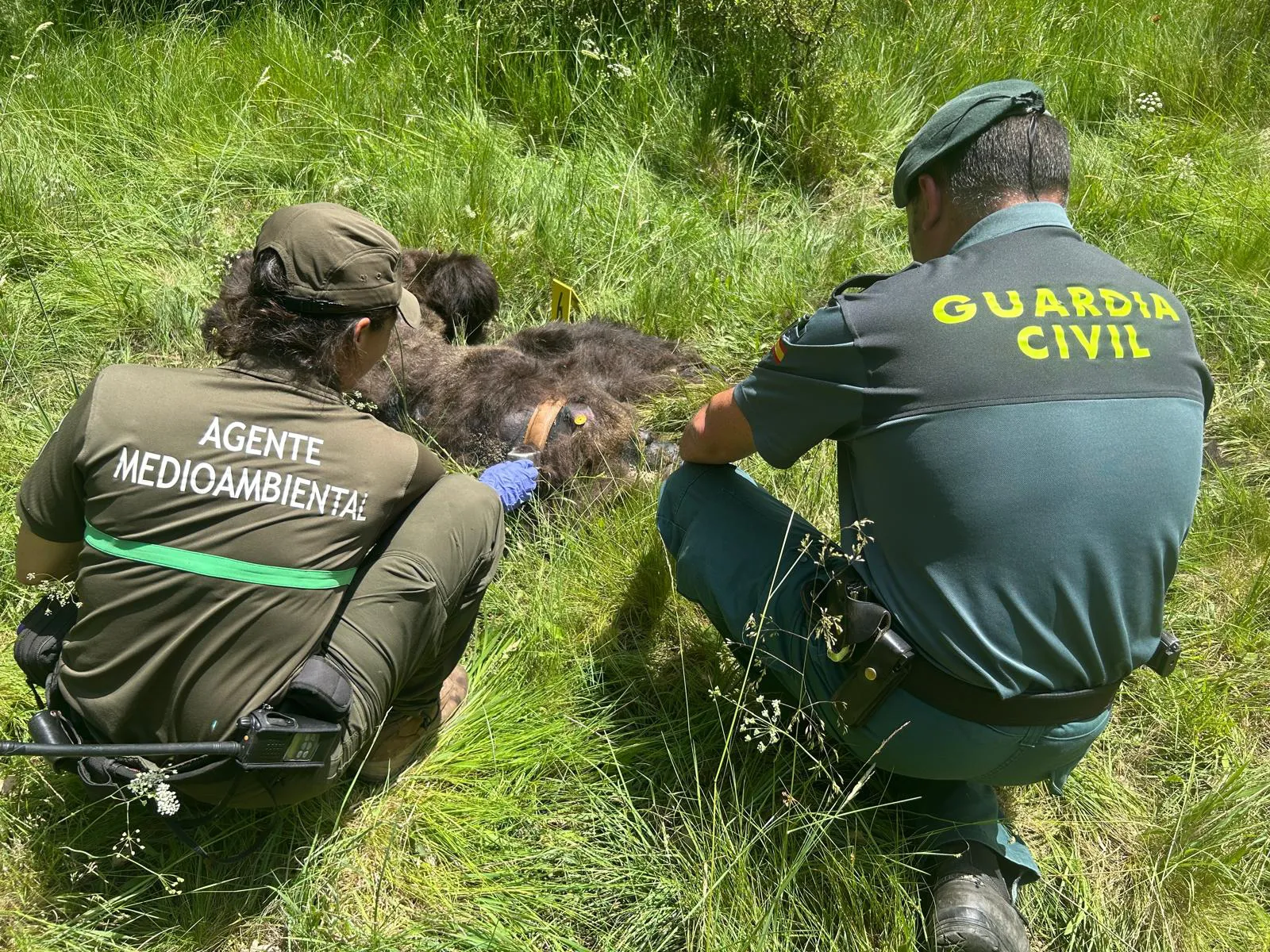 Localizan muerto a un oso pardo en las montañas de Castilla y León