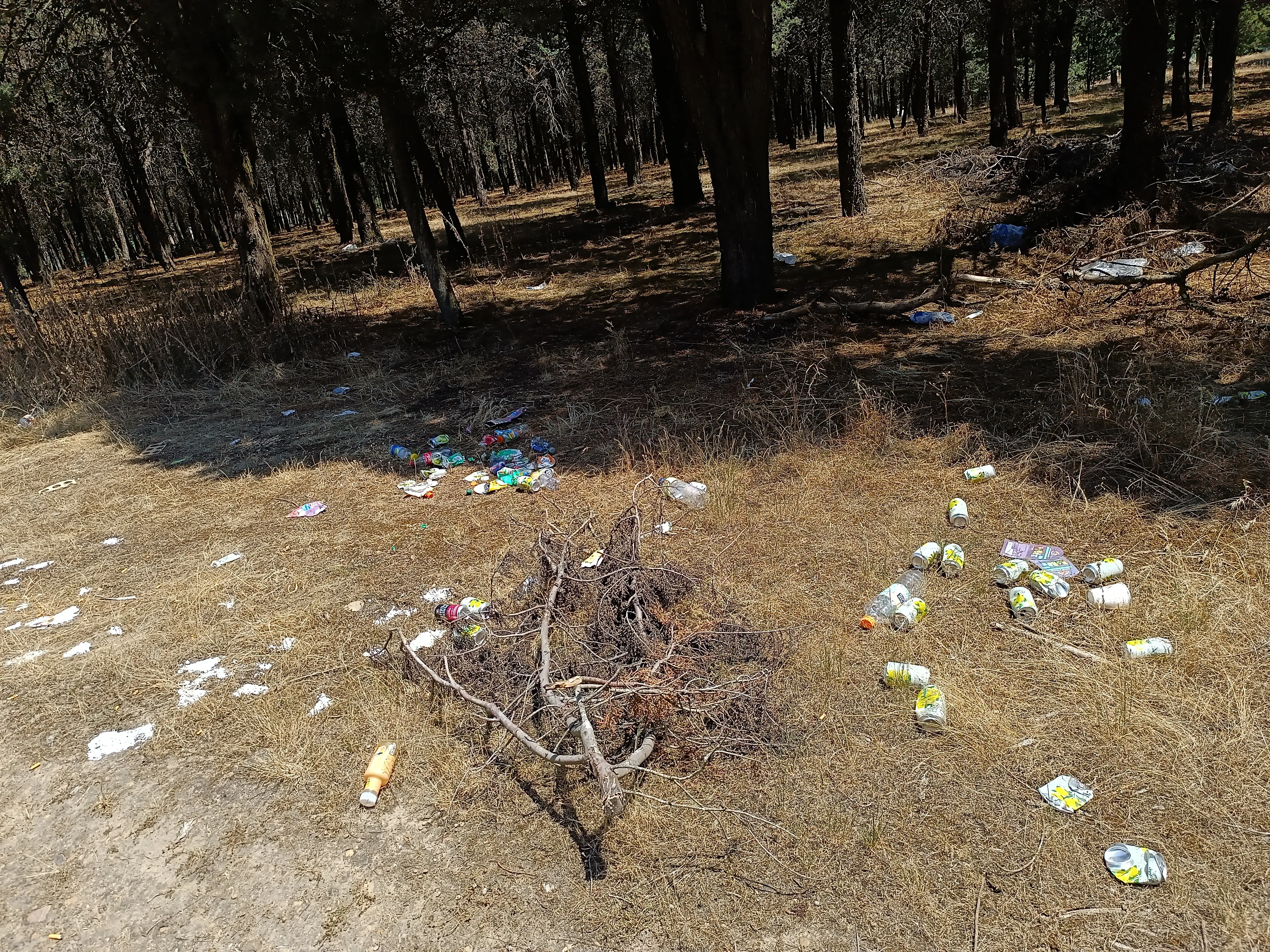 Acumulación de basura en el pinar junto al campo de tiro de Burgos