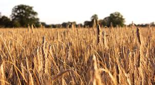 La Junta autoriza 33,5 millones en ayudas PAC 2025 para más de 15.000 agricultores y ganaderos