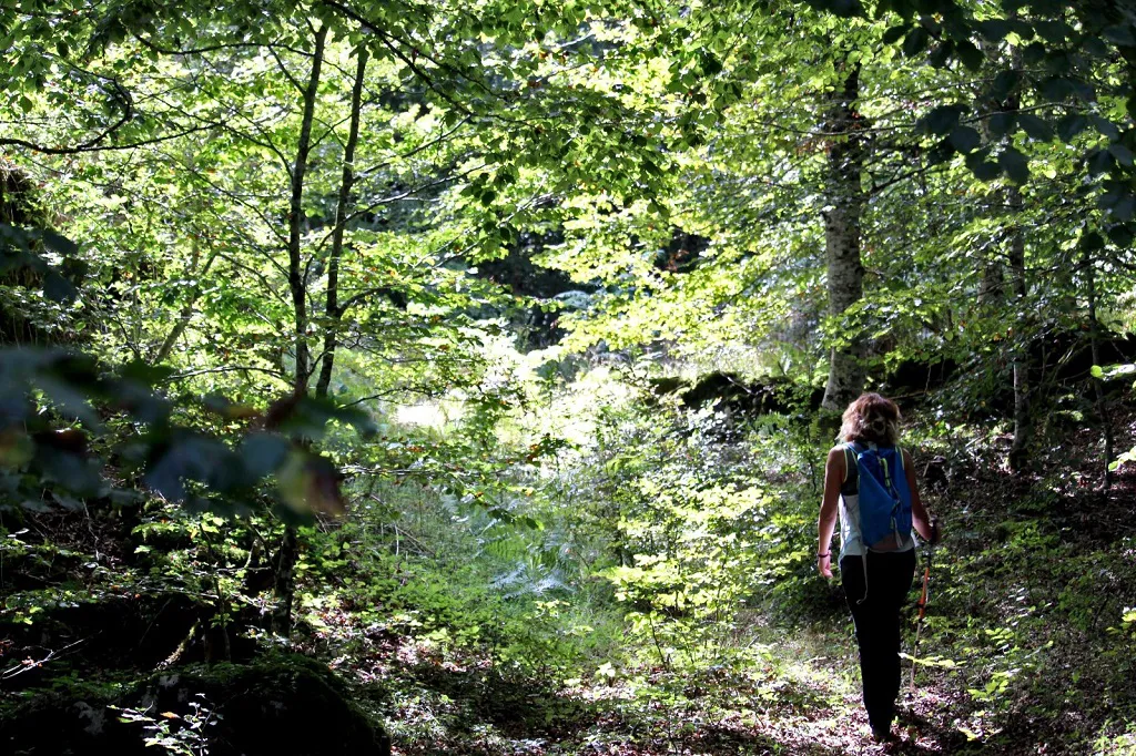 Mejora de masas forestales en montes de utilidad Pública en el norte la provincia de Burgos