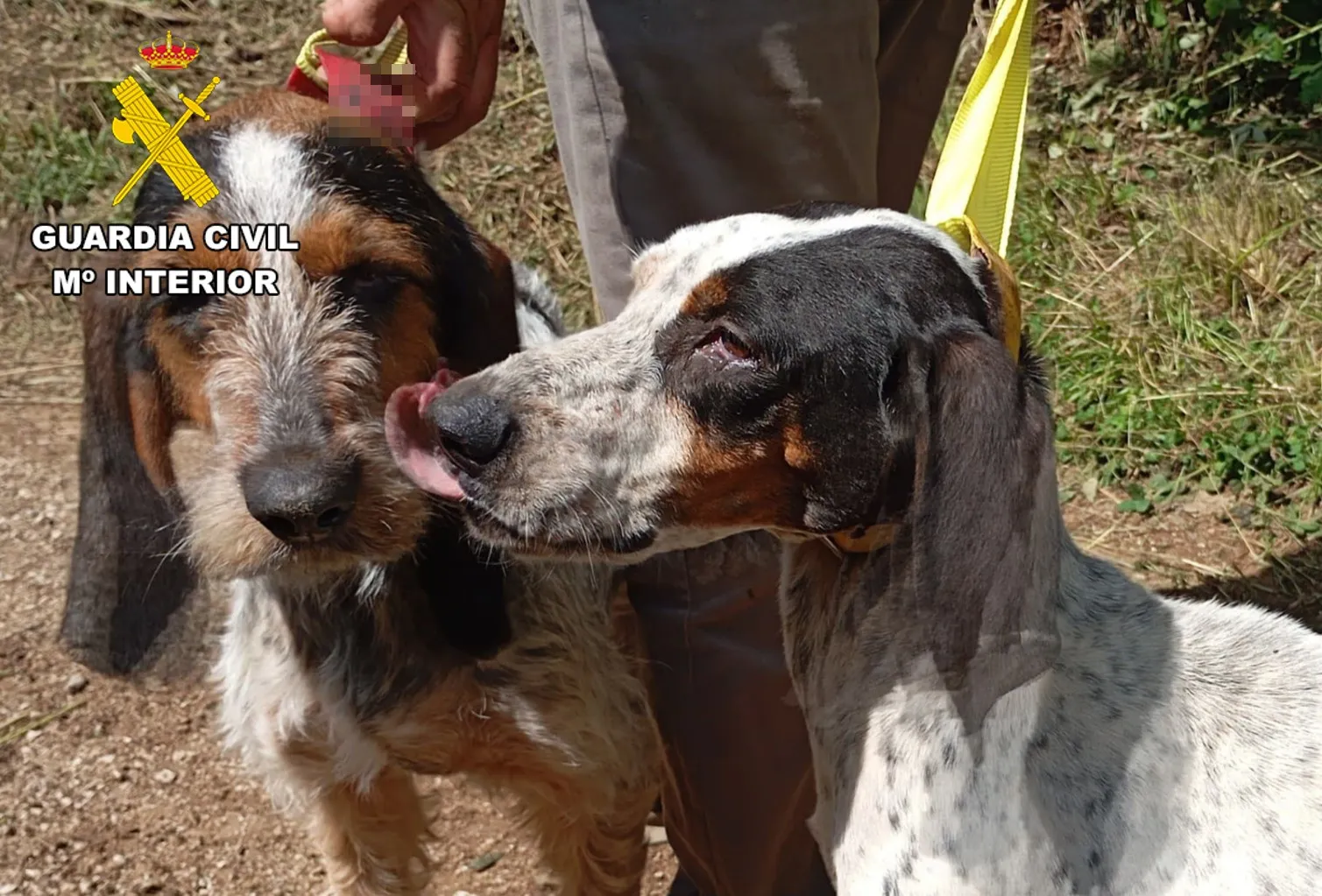 La Guardia Civil pone a disposición judicial al propietario de cinco perros por maltrato animal
