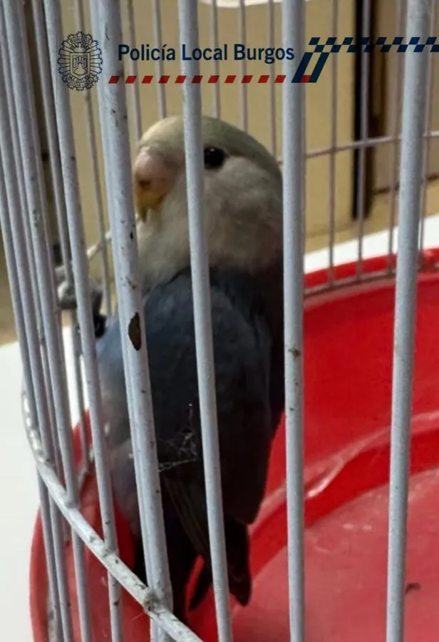 La policía local busca al dueño de un Agapornis