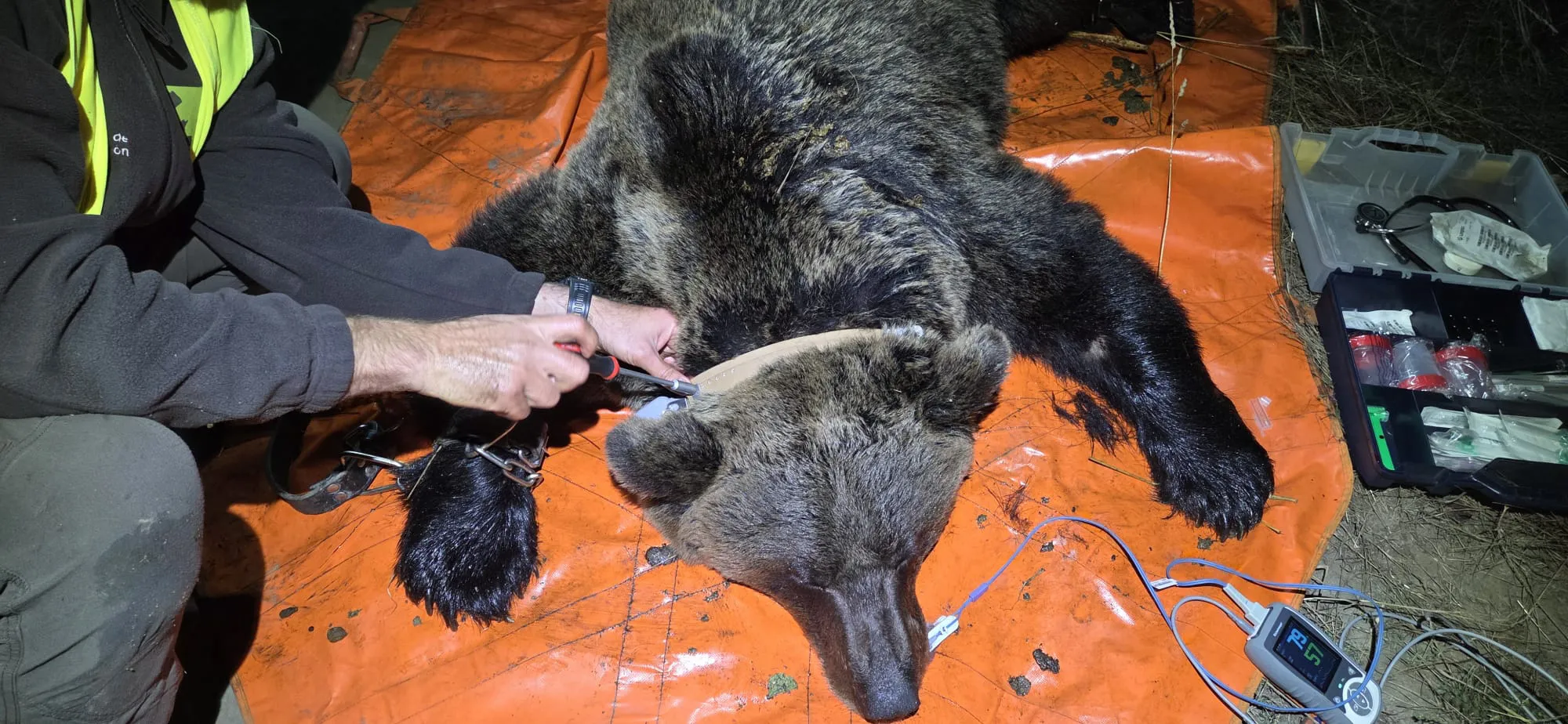 La Junta captura y monitoriza a dos ejemplares de oso pardo para aplicar medidas que los alejen de entornos urbanos