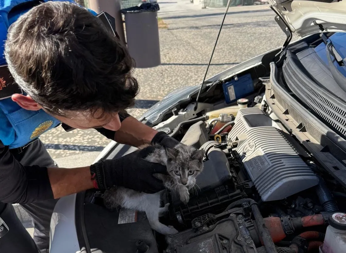Logran sacar un gato que se encontraba encajonado en el motor de un coche en Burgos