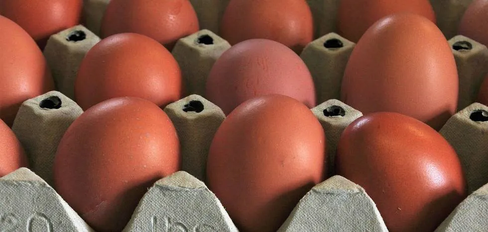 Sociedad y Vida Burgos: Sube un 16,7 % el consumo de huevo en los hogares españoles, que gastan de media 72,09 euros al año