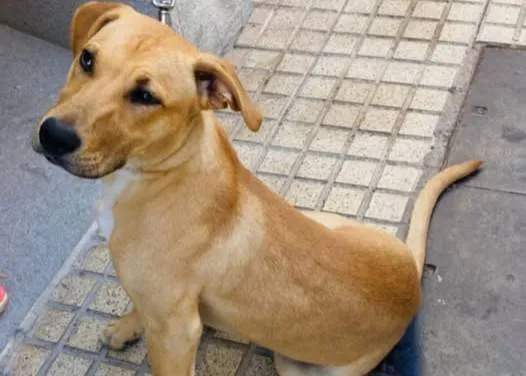 La Policía Local busca a los dueños de un perro encontrado cerca del Paseo de la Isla de Burgos