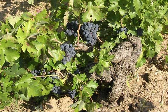 La vendimia de Arlanza espera rozar las 1.000 toneladas de uva