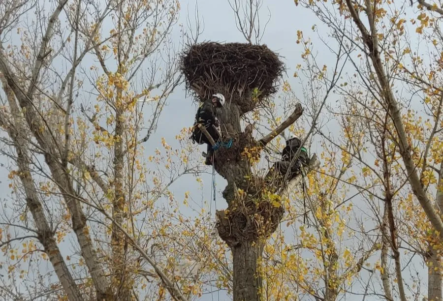 Burgos impulsa la cría de la cigüeña blanca con labores de limpieza en los chopos de Hacinas