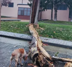 Un hombre de 45 años resulta herido tras ser alcanzado por la caída de la rama de un árbol en Burgos