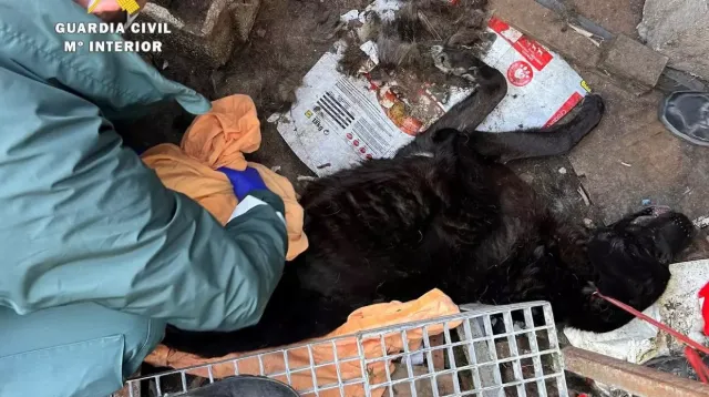 Detenido un hombre de 78 años por el grave abandono de varios mastines en una finca del alfoz de Burgos