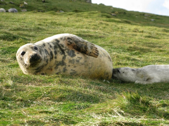 La leche materna de foca es igual de nutritiva que la humana