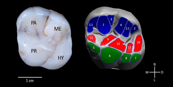 Los homínidos de la Sima de los Huesos en Atapuerca comían vegetales y carne hace 450.000 años