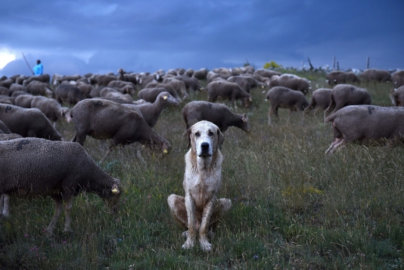 Perro trashumancia