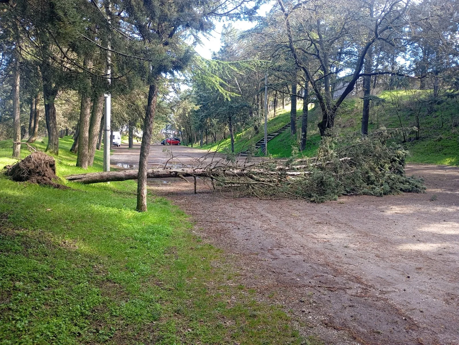 Foto 2 - Los fuertes vientos provocan la ca&iacute;da de &aacute;rboles en varios puntos de Burgos capital