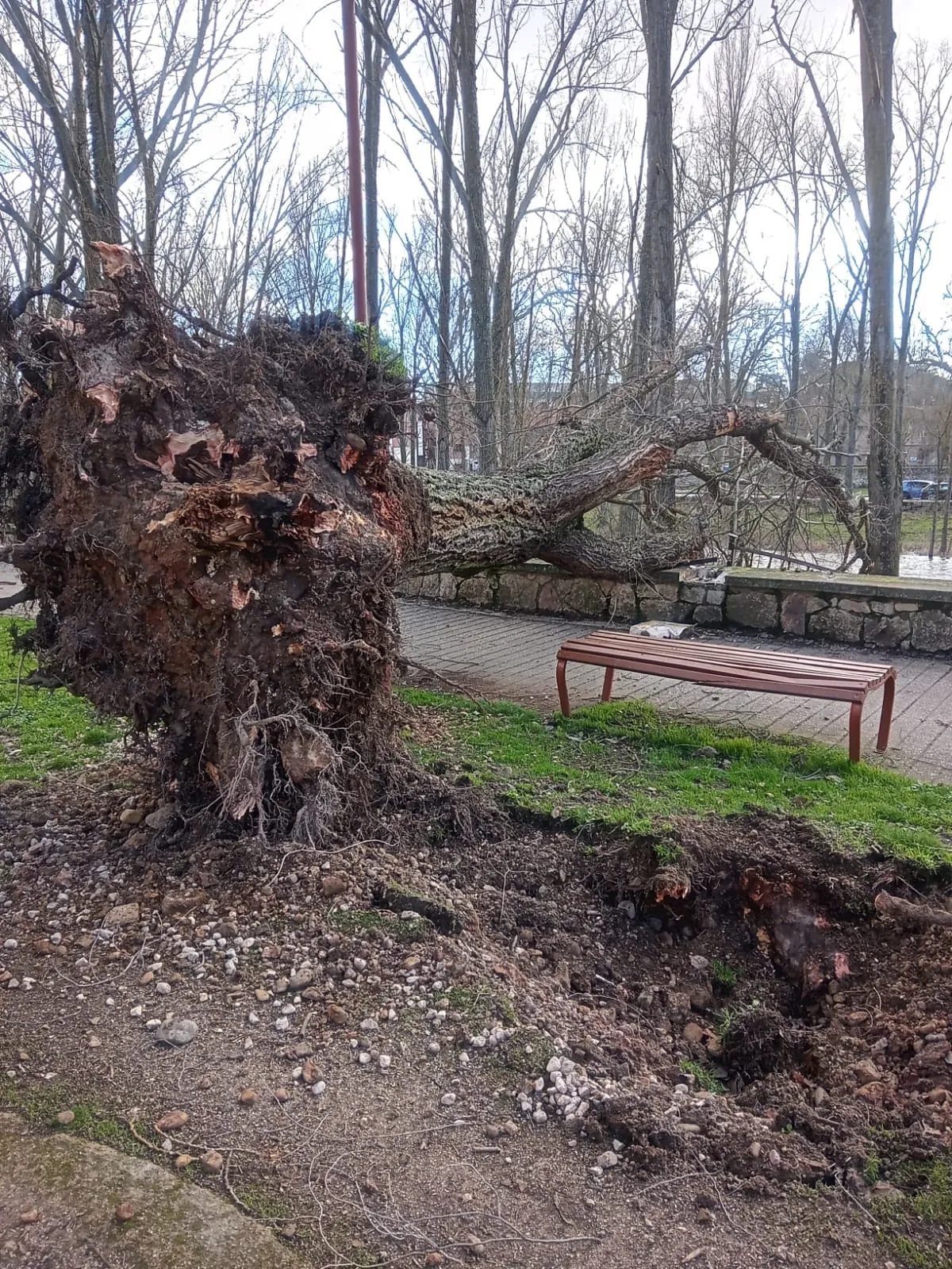 Foto 3 - Los fuertes vientos provocan la ca&iacute;da de &aacute;rboles en varios puntos de Burgos capital