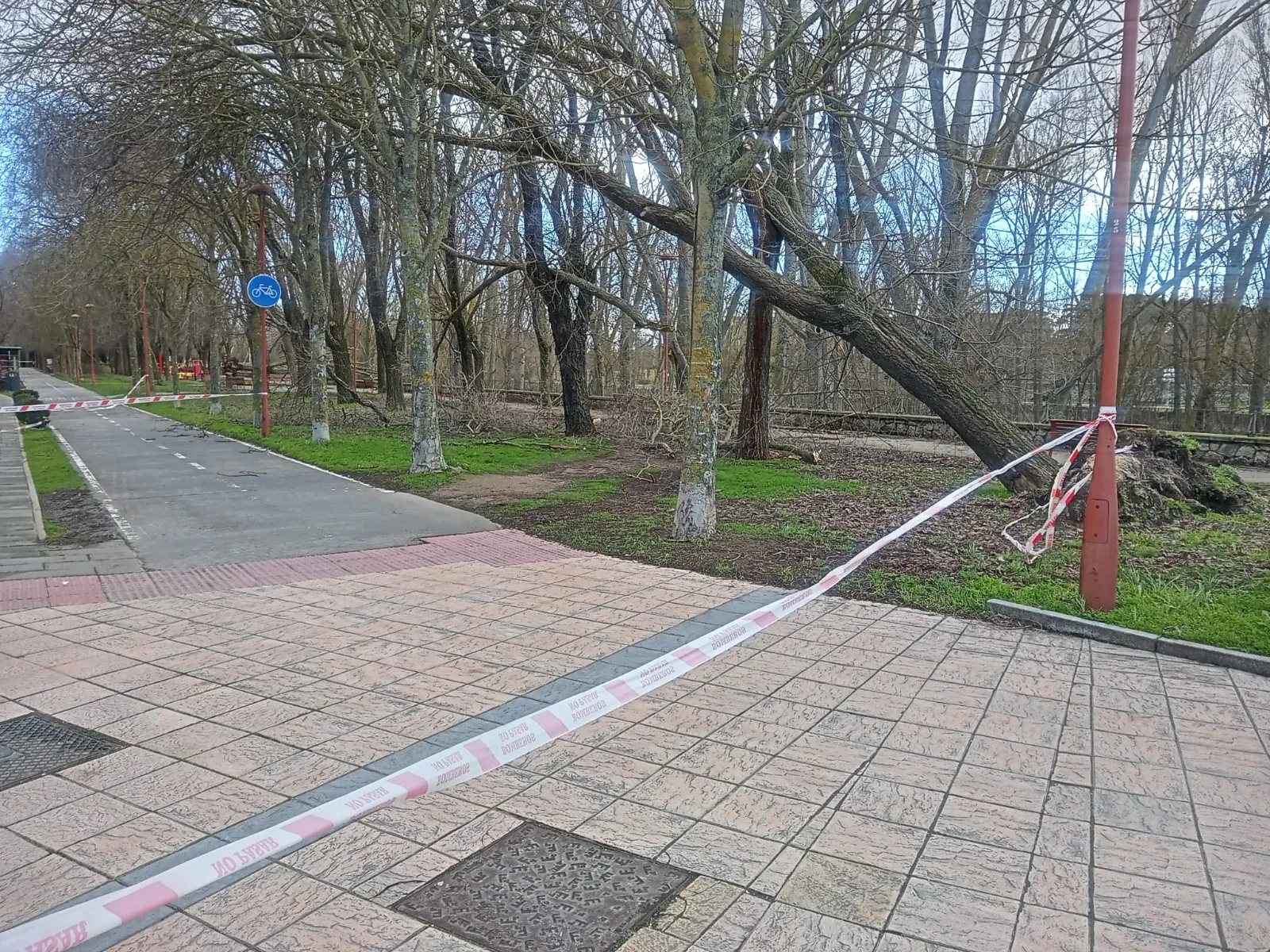 Foto 4 - Los fuertes vientos provocan la ca&iacute;da de &aacute;rboles en varios puntos de Burgos capital
