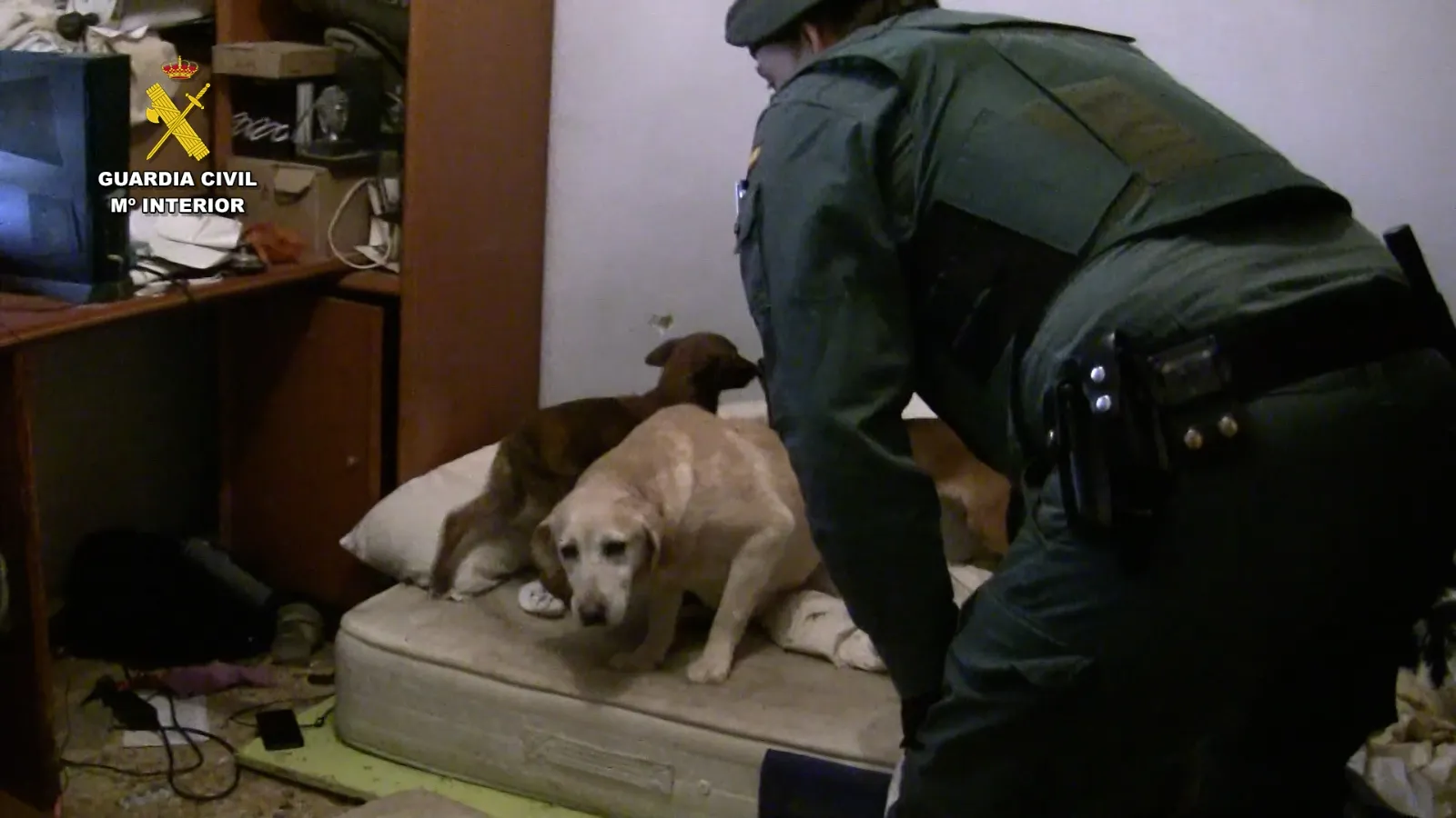 Detienen en Venezuela a un criador de perros para ser juzgado en Burgos 