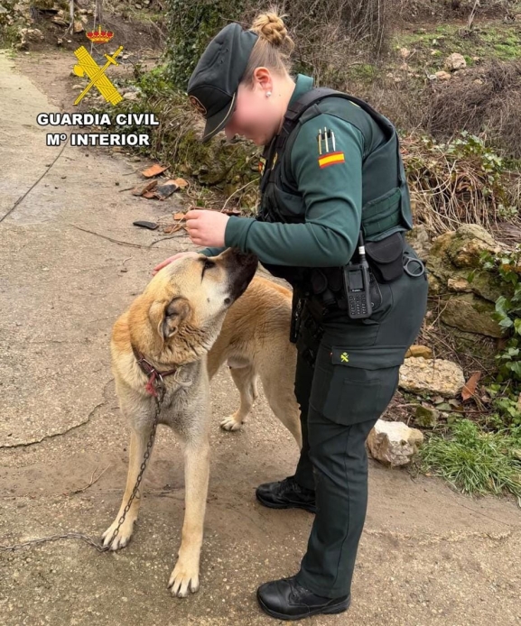 Detenido por robar un perro en Burgos