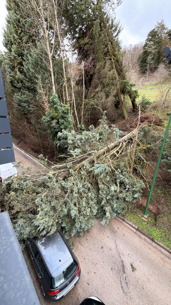 La borrasca Leonardo provoca la caída de árboles en las inmediaciones del Castillo de Burgos