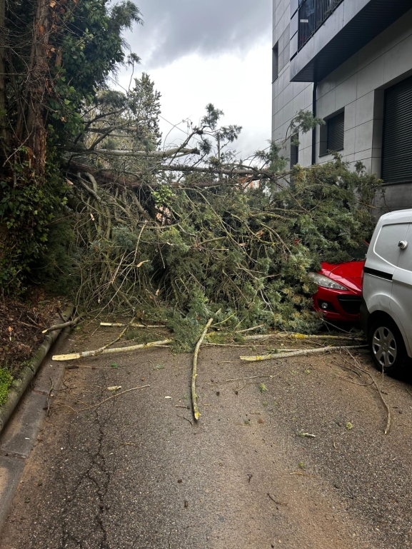 Comienzan los trabajos para retirar los árboles caídos en la calle Eras de San Francisco
