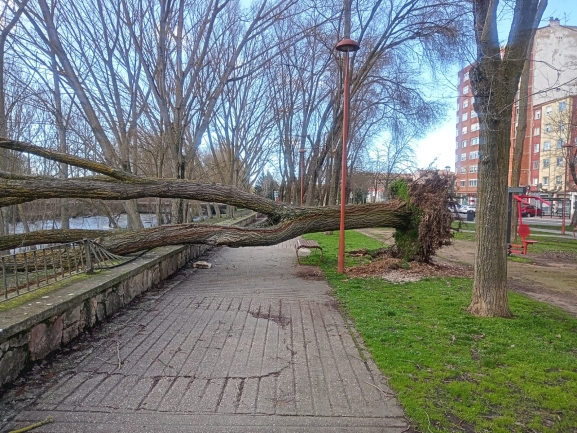 Los fuertes vientos provocan la caída de árboles en varios puntos de Burgos capital