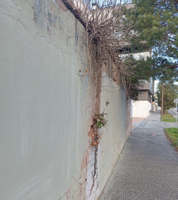 Urge limpiar la vegetación en algunas zonas de la ciudad
