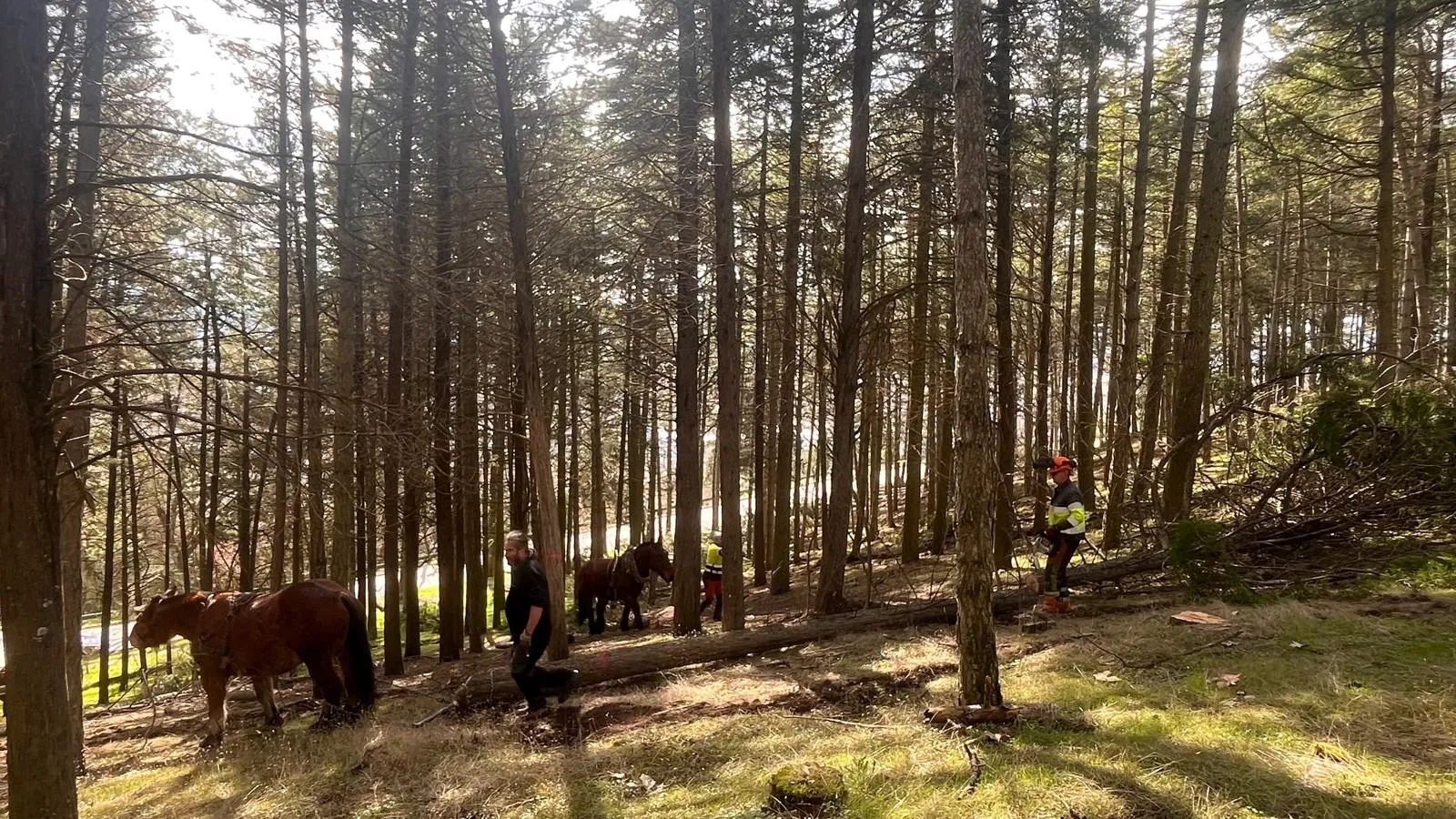El Ayuntamiento de Burgos inicia los trabajos de clareo de arbolado en el Parque del Castillo 