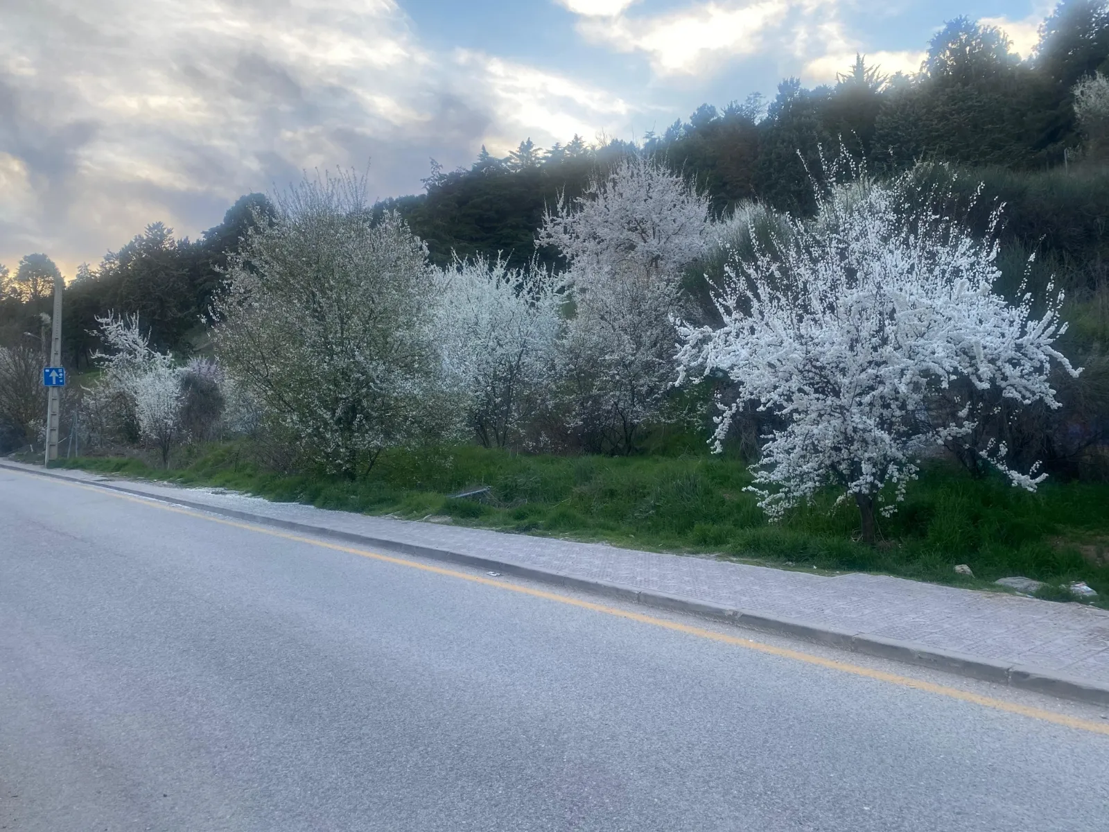 La floración sorprende en pleno corazón de Burgos