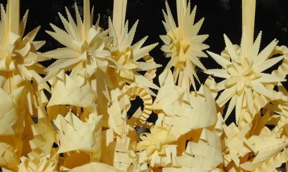 Las últimas palmas de Burgos: una tradición al borde de desaparecer