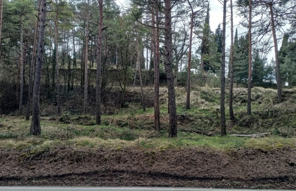 Falta de retirada de árboles talados en Fuentes Blancas frente a la limpieza en el Castillo