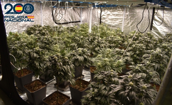 Desmantelan una plantación de marihuana en Burgos y detienen a un hombre por tráfico de drogas