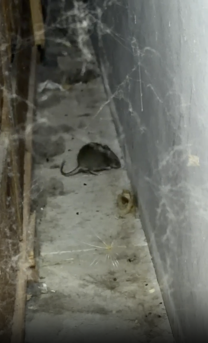 GALER&Iacute;A | Suciedad, basura y deterioro: as&iacute; ha quedado el Monasterio de Belorado tras el desahuc